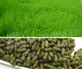 Forage Grass Pellet Line